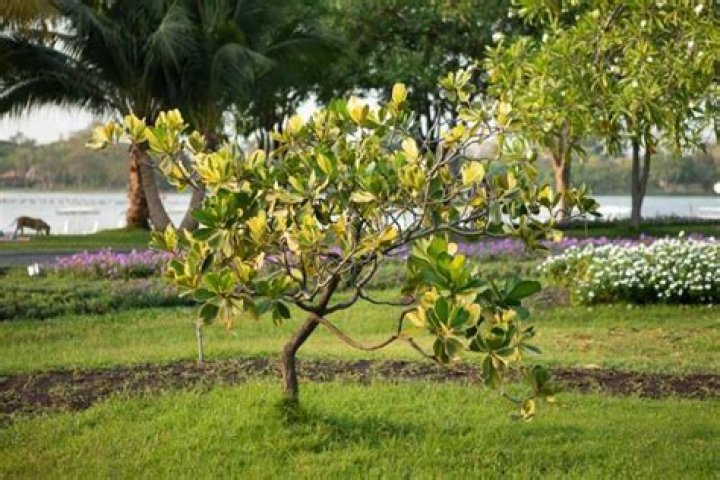 Are clusia native to florida?