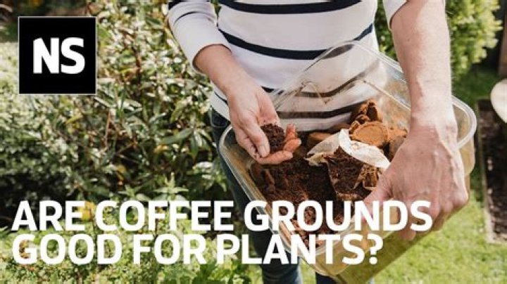 Are coffee grounds good for pumpkin plants?