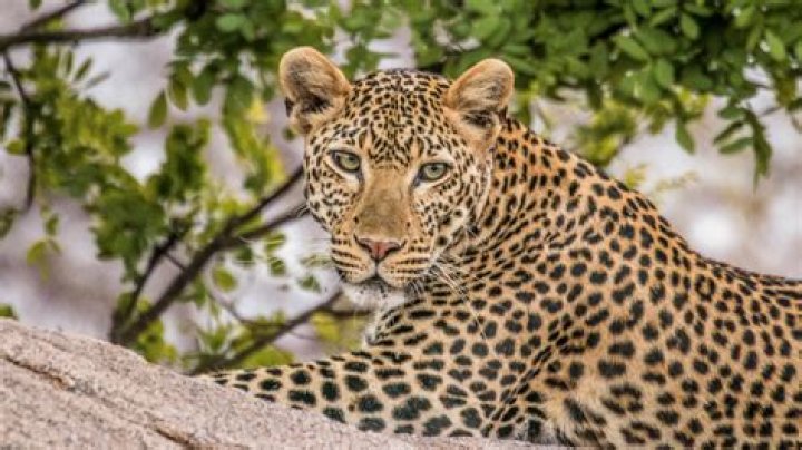 Are cornered rats dangerous?