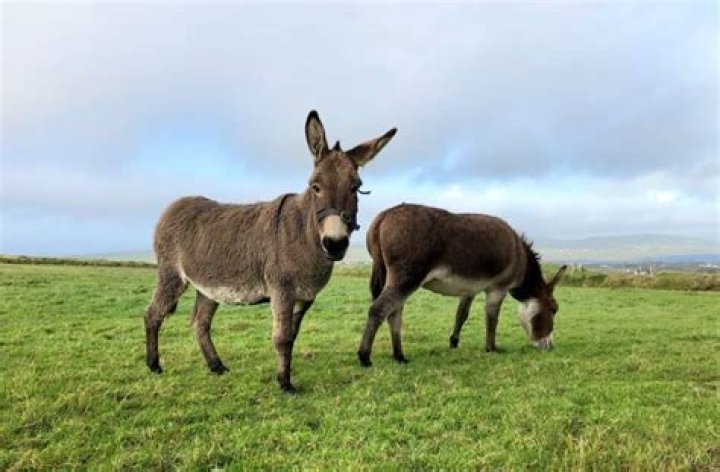 Are donkeys called jackasses?