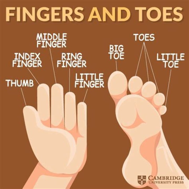 Are fingers and toes appendages?