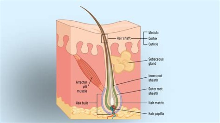 Are hair follicles in the hypodermis?