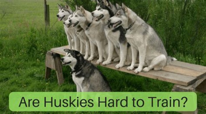 Are huskies hard to train?