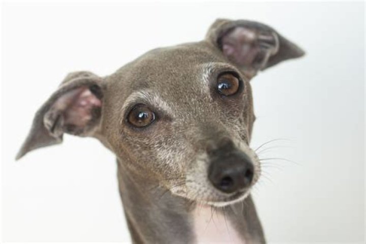 Are Italian Greyhounds hypoallergenic?