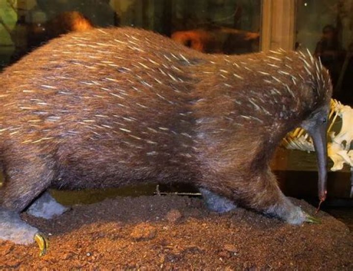 Are long-beaked echidna nocturnal?