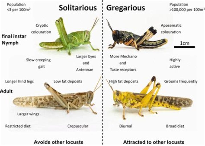 Are lubber grasshoppers locusts?