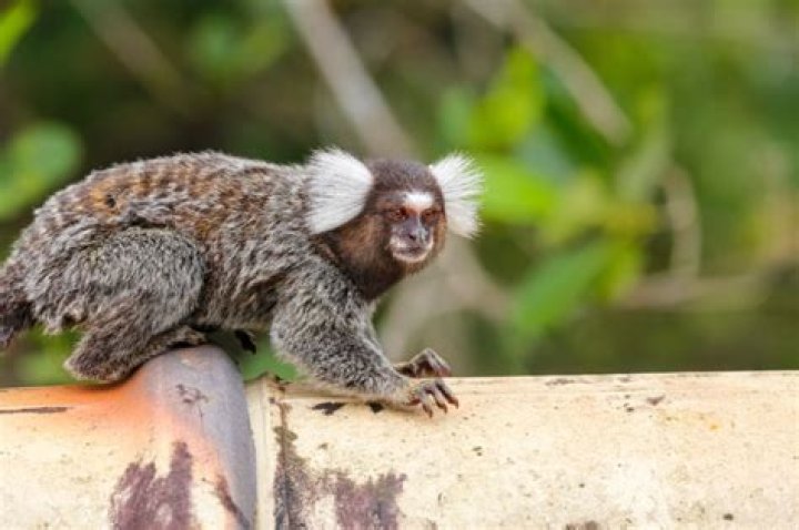 Are marmosets good pets?