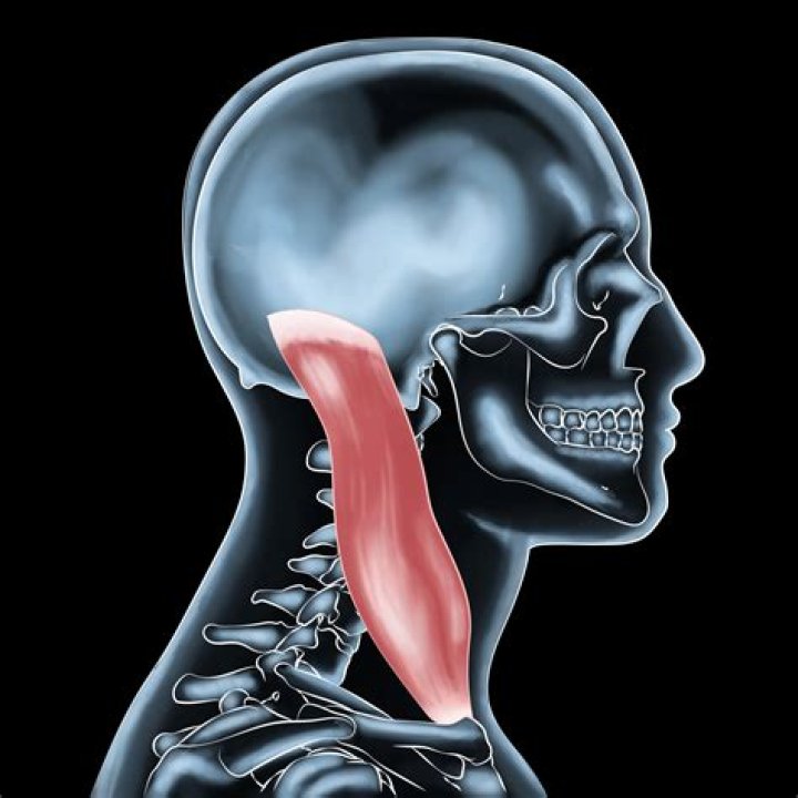 Are mollusks bilaterally symmetrical?