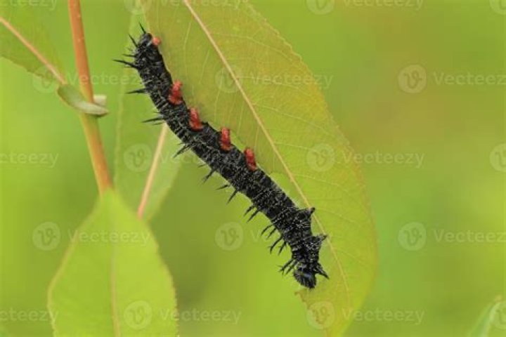 Are Mourning Cloak Caterpillar poisonous?