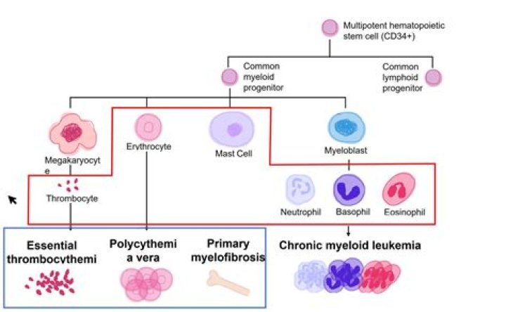 Are myeloproliferative neoplasms cancer?