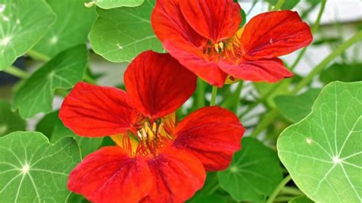 Are nasturtiums heat tolerant?