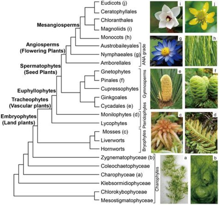 Are non vascular plants a monophyletic group?