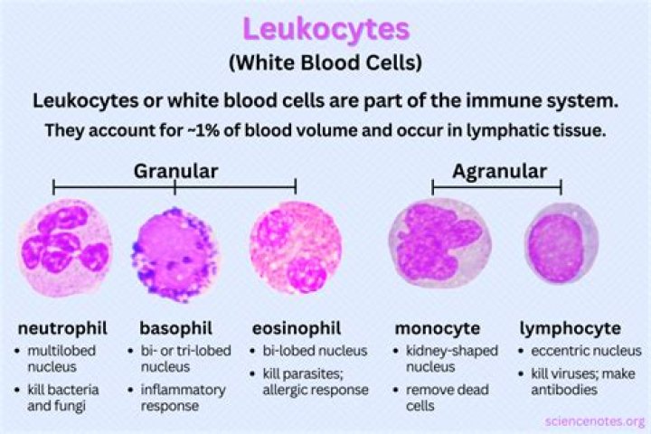 Are osteoclasts white blood cells?