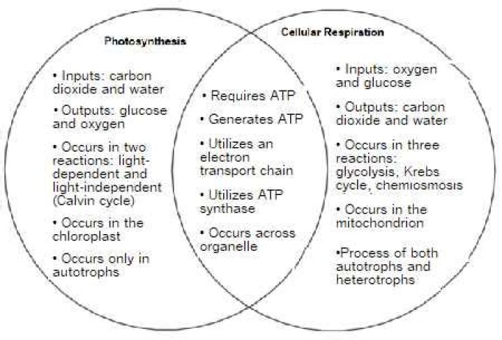 Are photosynthesis and cellular respiration the same?