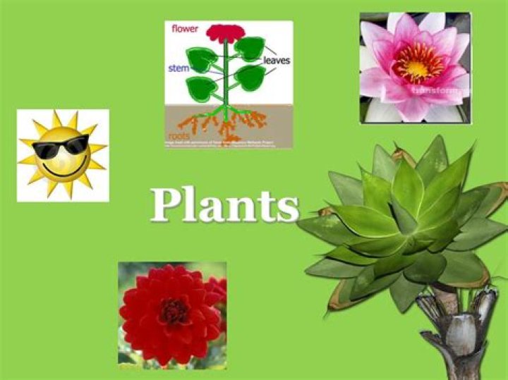Are plants living things?