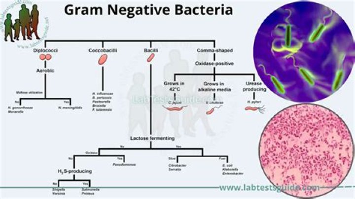 Are rods gram negative?