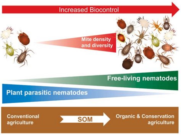 Are soil mites beneficial?