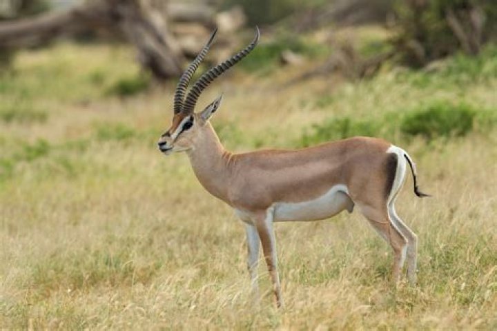 Are there gazelles in Texas?