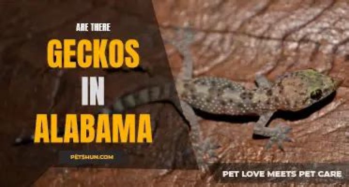 Are there geckos in Alabama?