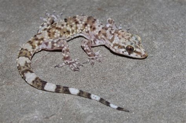 Are there geckos in Las Vegas?