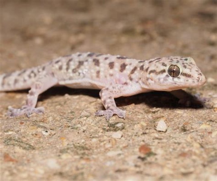 Are there geckos in Oklahoma?
