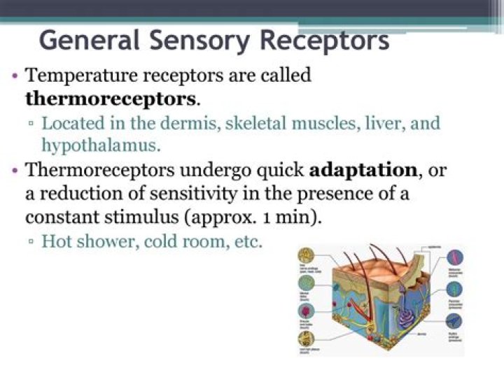 Are thermoreceptors slow adapting?