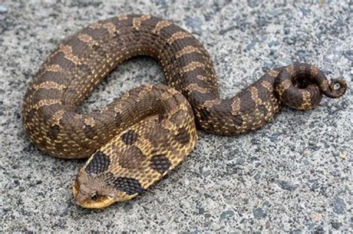 Are western hognoses venomous?