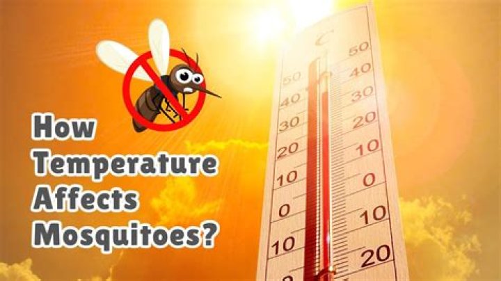 At what temperature do mosquitoes die?