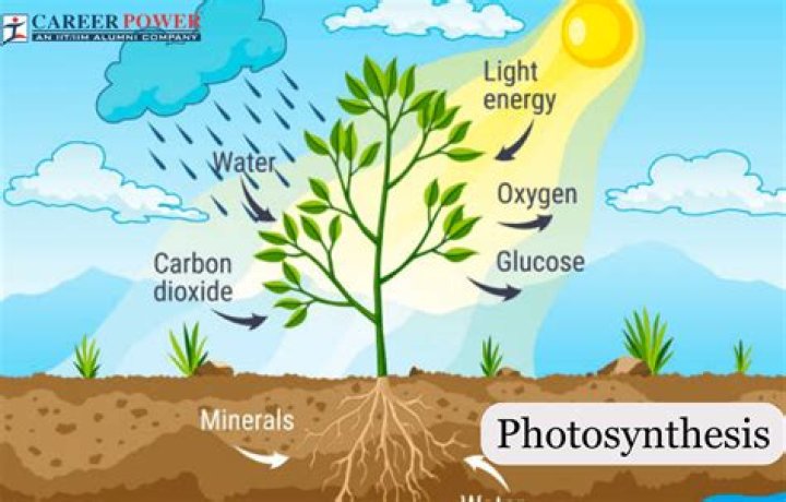 By the process of photosynthesis?