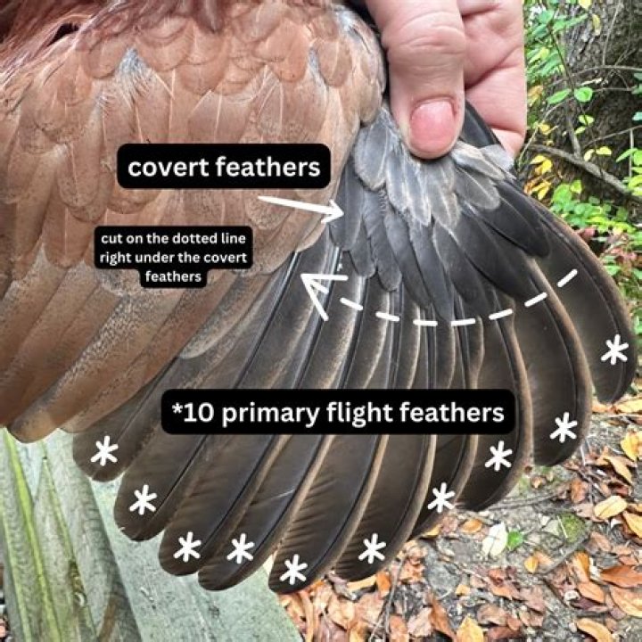 Can a bird with clipped wing?