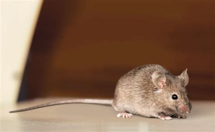 Can a house mouse be brown?