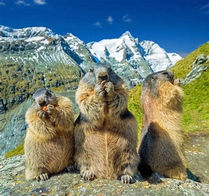 Can a marmot be a pet?