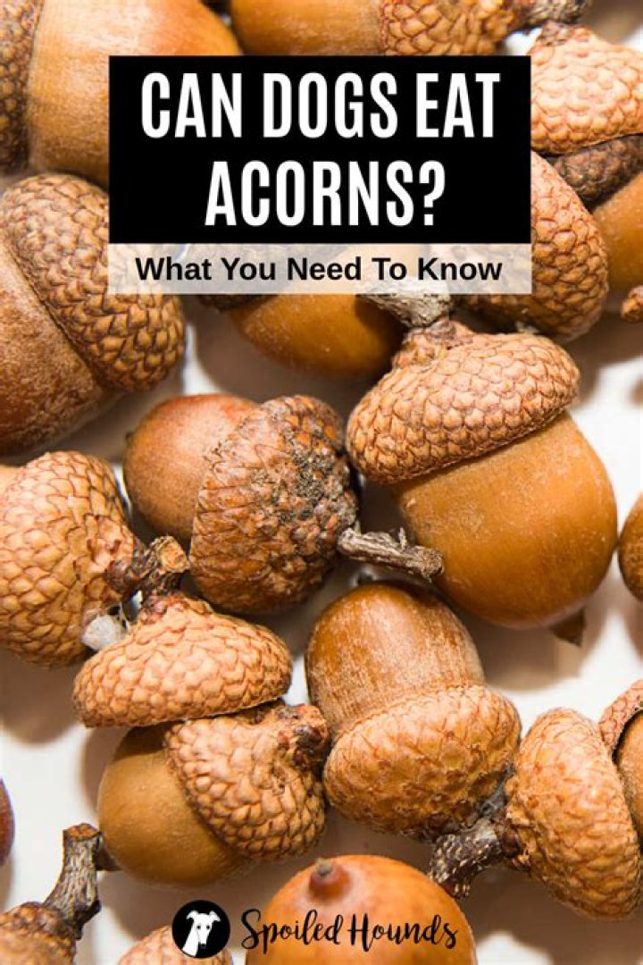 Can acorns kill dogs?