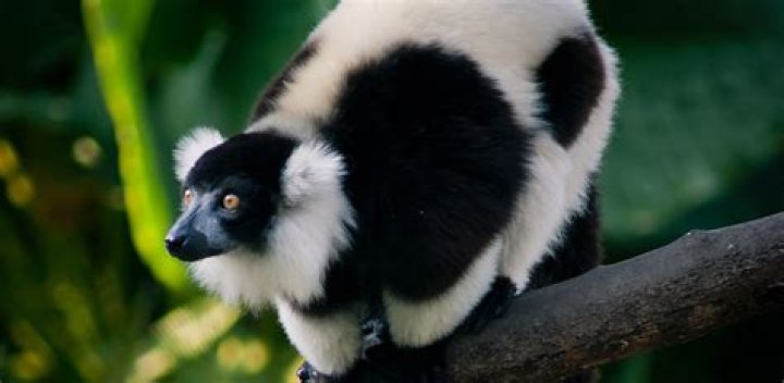 Can animals perceive music?