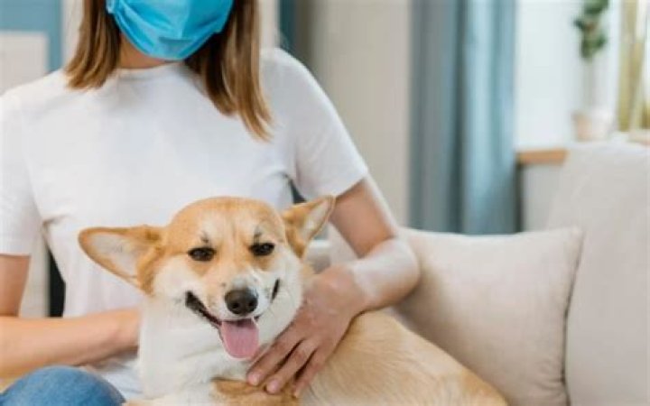 Can canines get covid?