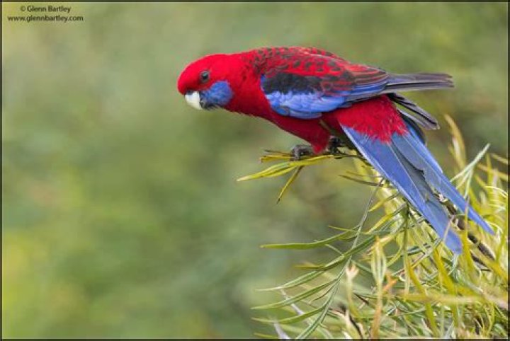 Can crimson rosella talk?