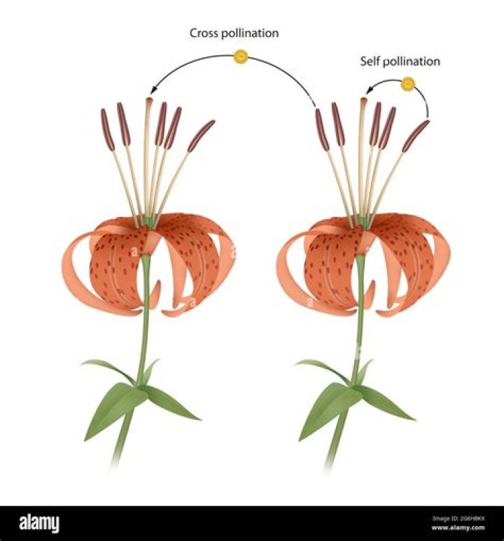 Can cross pollination occur in chasmogamous flowers?