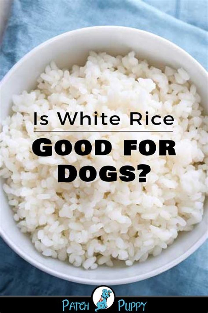 Can dogs be allergic to white rice?