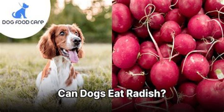 Can dogs eat radish?
