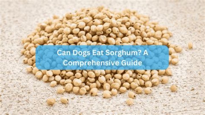 Can dogs eat sorghum?