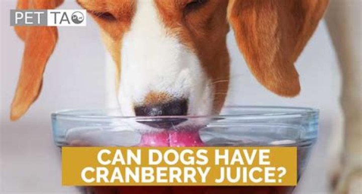 Can dogs have cranberry juice?