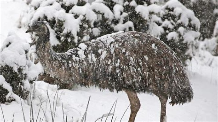 Can emus live in cold weather?