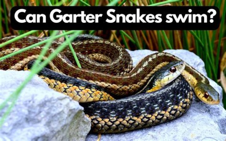 Can garter snakes swim?