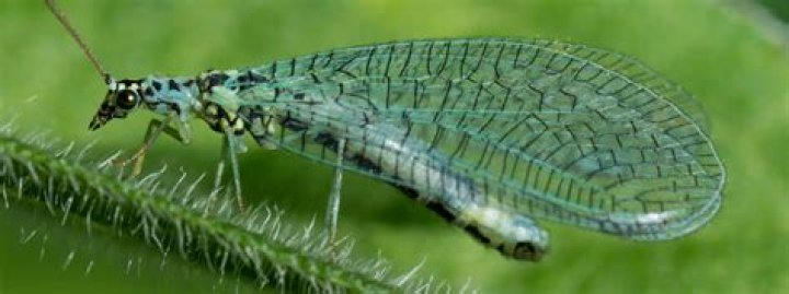 Can green lacewings bite?