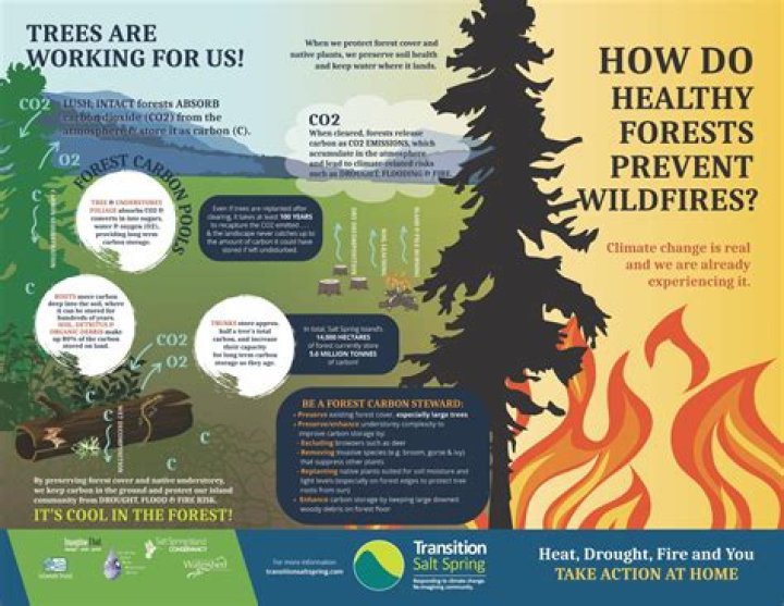 Can logging prevent forest fires?