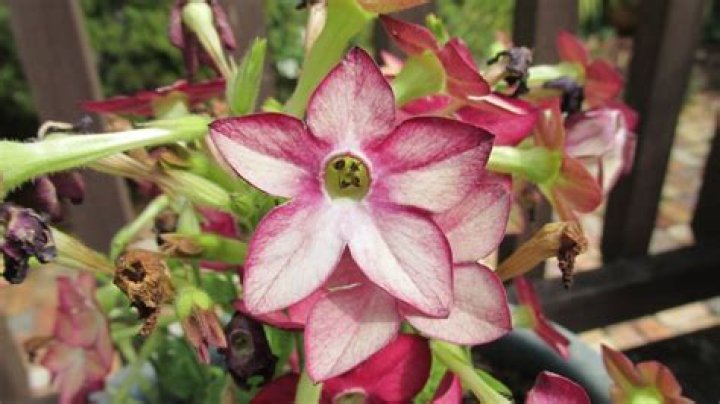 Can nicotiana be grown in pots?