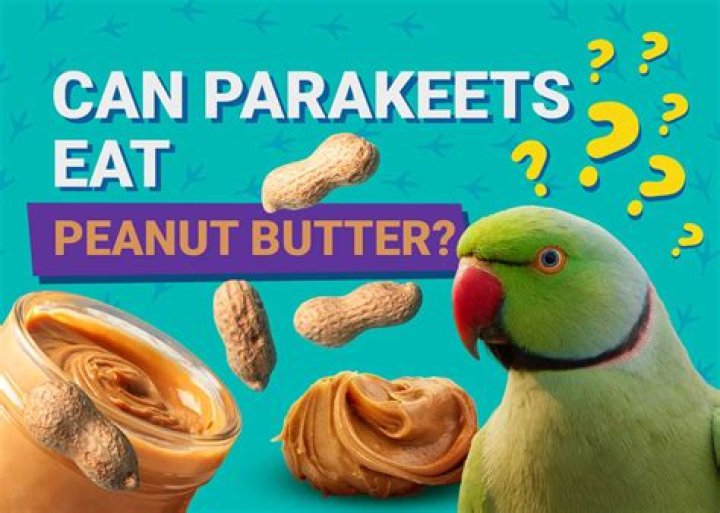 Can parakeets have peanut butter?