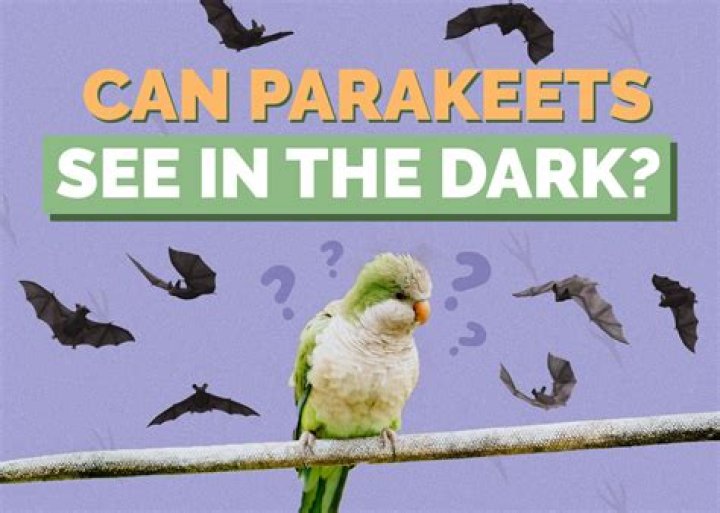 Can parakeets see in dark?