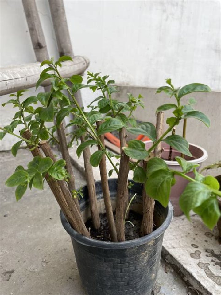 Can periwinkle be grown from cuttings?