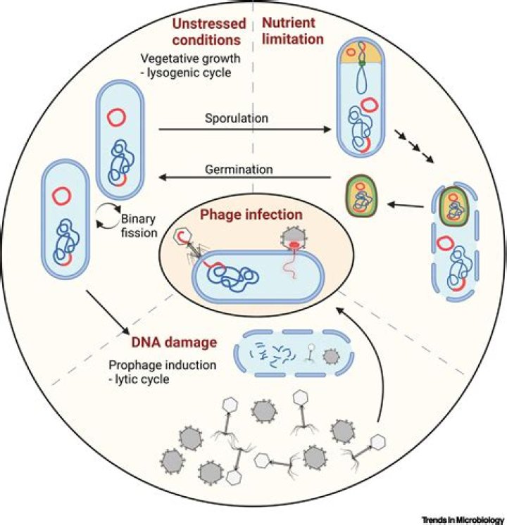 Can prophages enter lytic cycle?